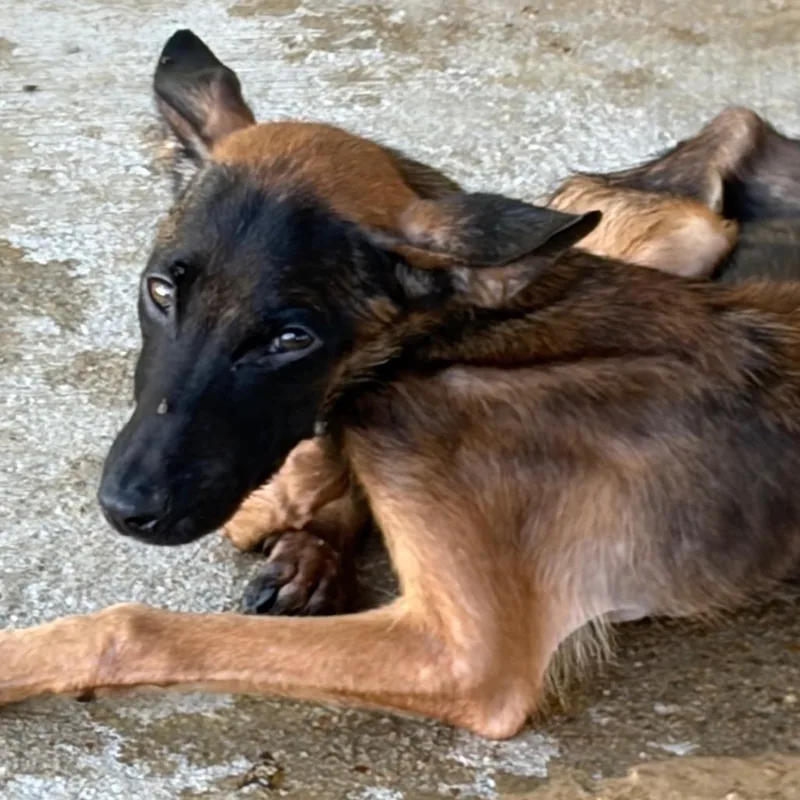A young small-sized female Brown / Chocolate Mixed Breed dog named June for adoption in Lake Jackson, TX