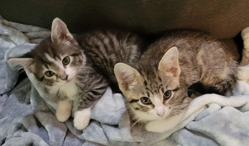 A baby medium-sized female Domestic Short Hair cat named Sadie and Sasha for adoption in Shawnee, KS