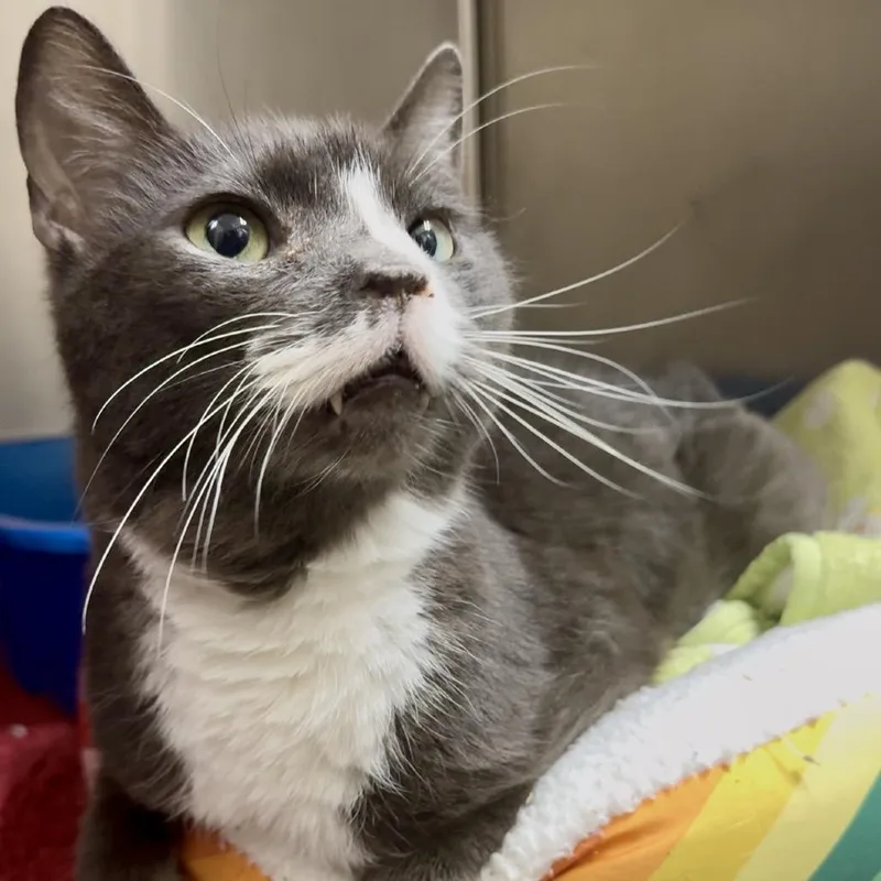 Doc Brown C thumbnail 3