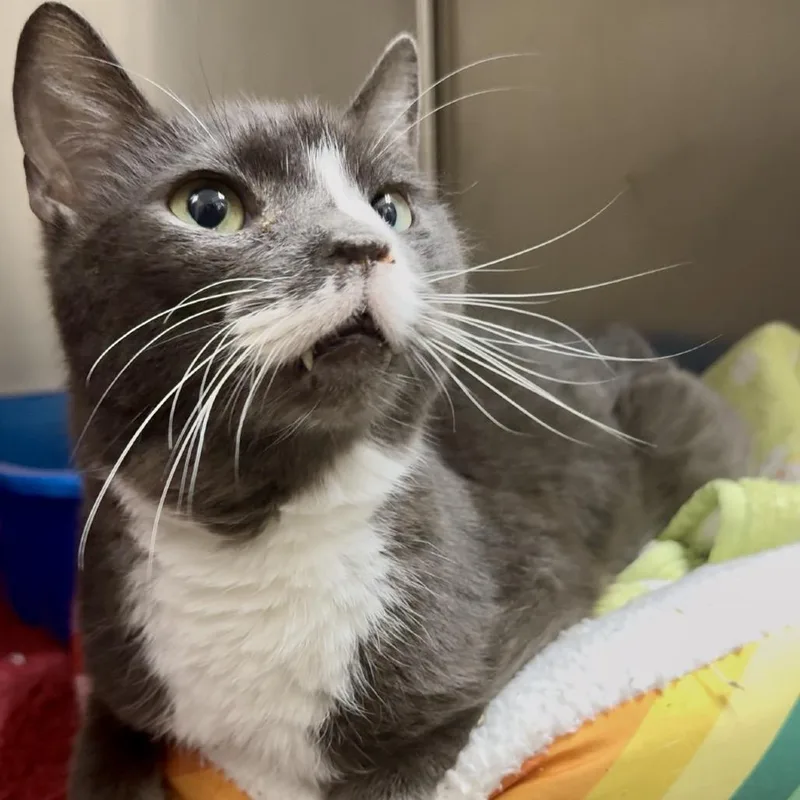 Doc Brown C thumbnail 4