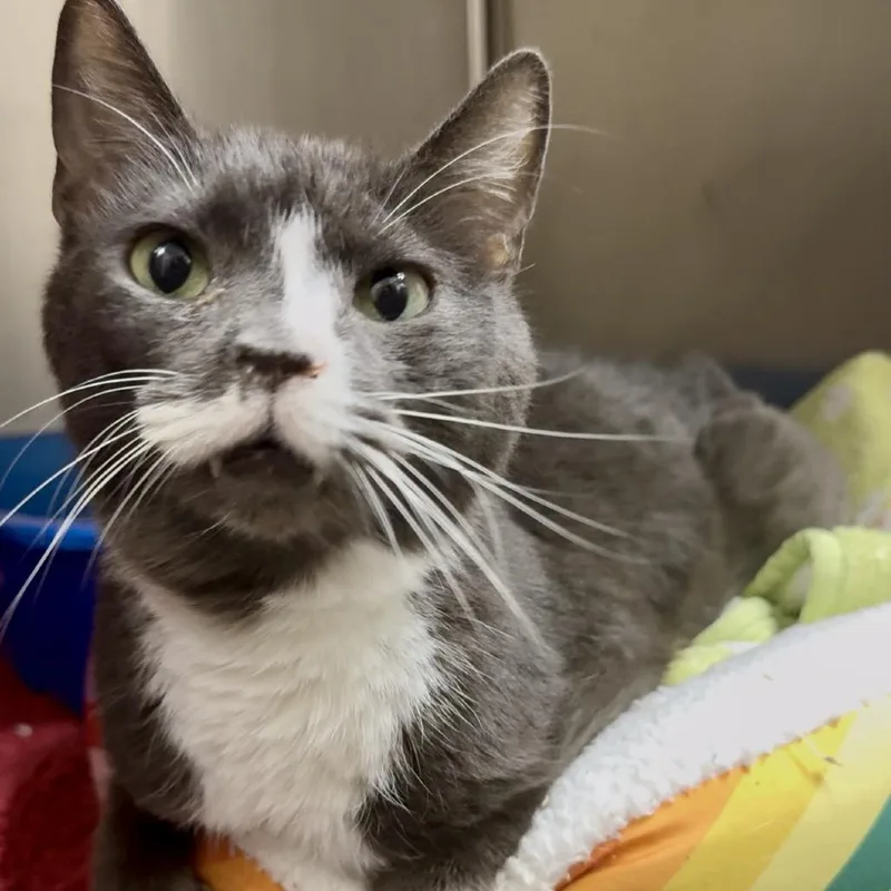 Doc Brown C thumbnail 5