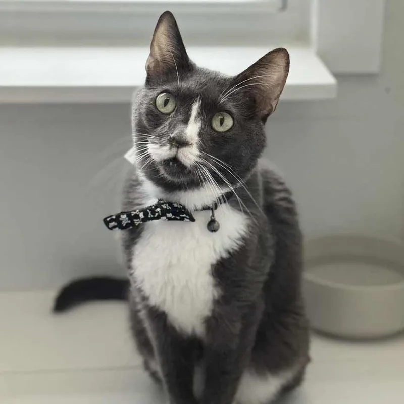 Doc Brown C thumbnail 6