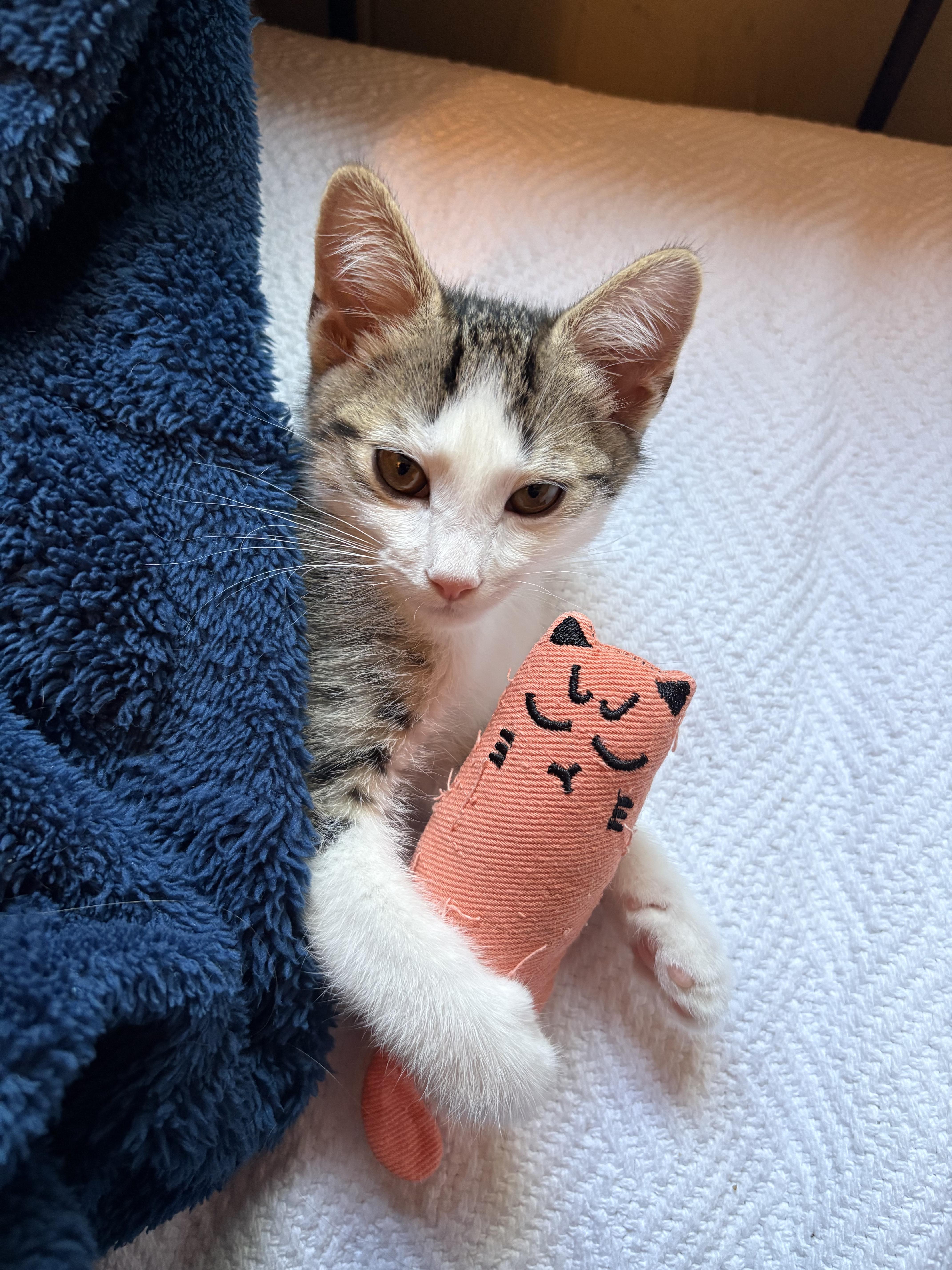 A baby medium-sized male Tabby (Brown / Chocolate) Domestic Short Hair cat named Goode for adoption in Irvine, CA
