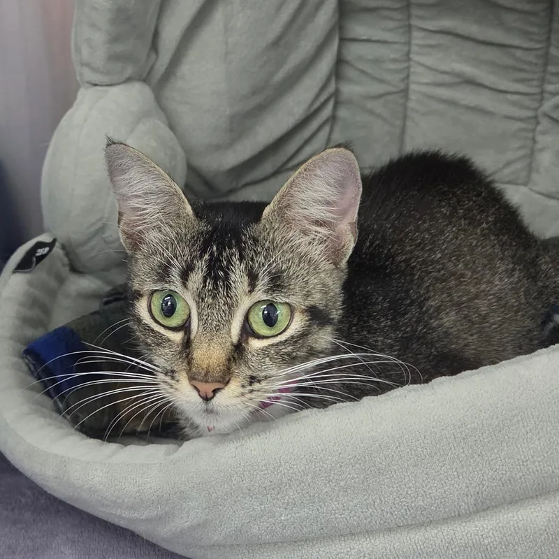 A young medium-sized female Brown / Chocolate Domestic Short Hair cat named Winnie for adoption in Lakeland, FL