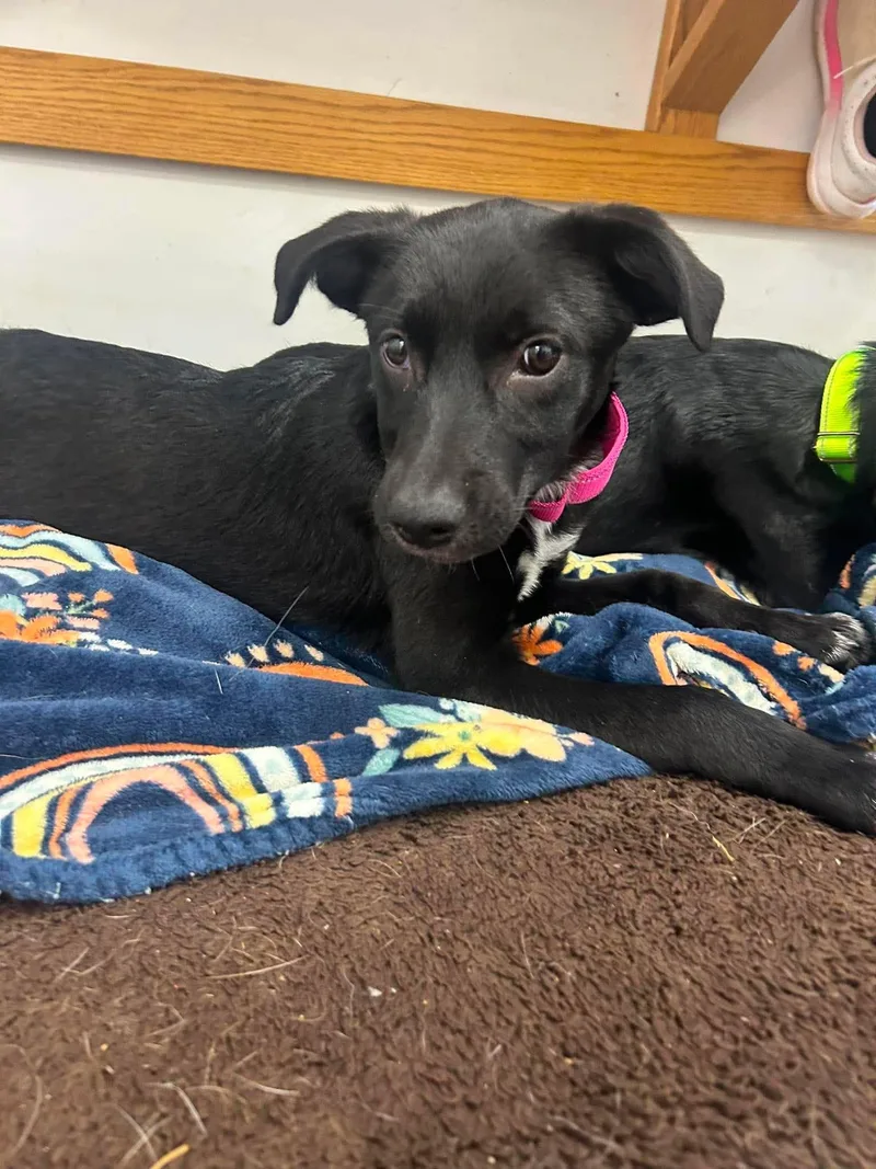 A young medium-sized female Black Mixed Breed dog named Wanda for adoption in Roosevelt, UT