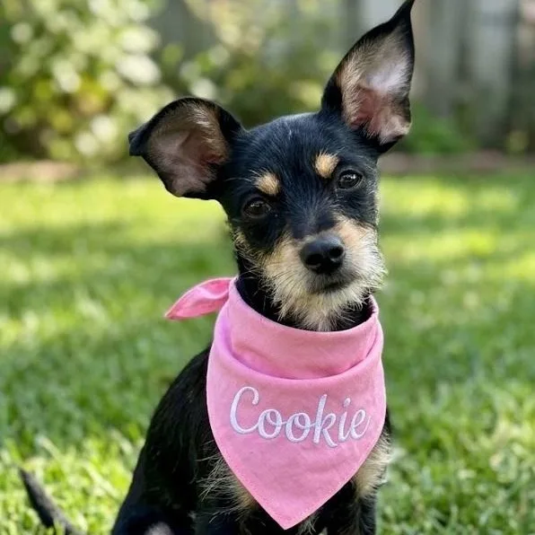 A baby small-sized female Yorkshire Terrier dog named Cookie for adoption in Dallas, TX