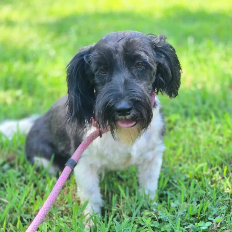 An adult small-sized female Black Aussiedoodle dog named Pippa for adoption in Tylertown, MS