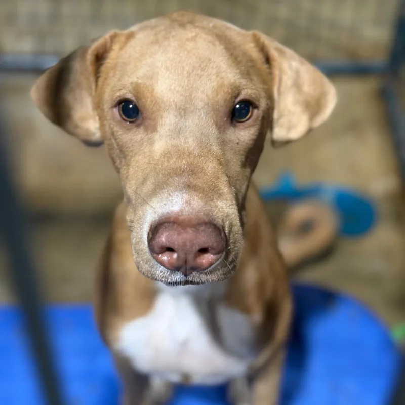 A young medium-sized male Yellow / Tan / Blond / Fawn Pharaoh Hound dog named Stretch for adoption in Fort Smith, AR