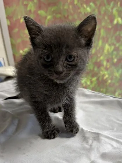 A young small-sized male Domestic Short Hair cat named Seashell for adoption in San Antonio, TX