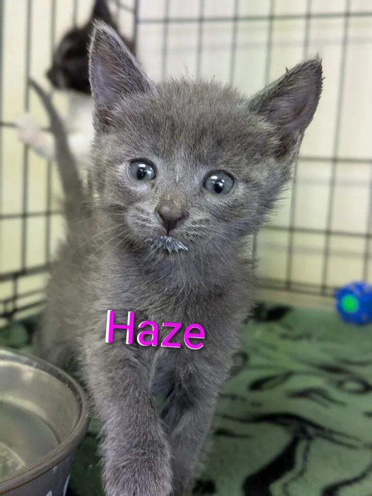 Haze