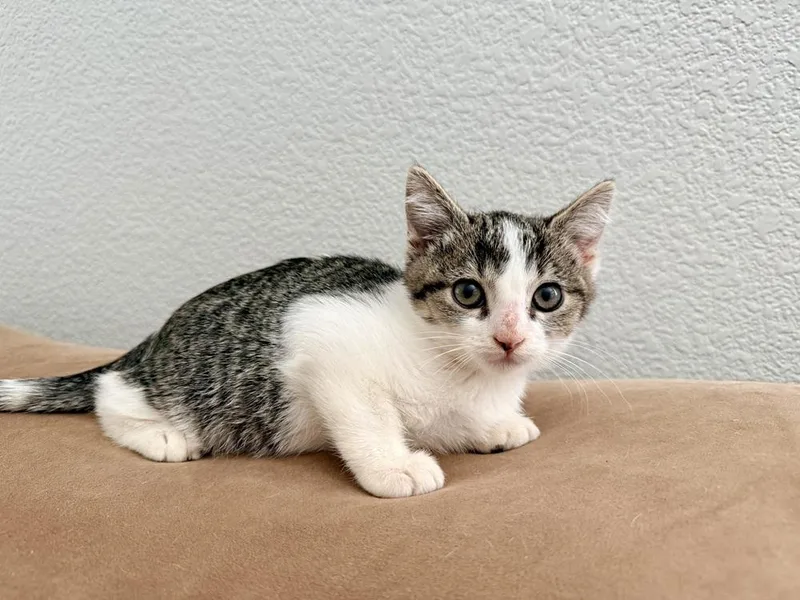 A baby small-sized male Domestic Short Hair cat named Drift for adoption in Oakdale, CA