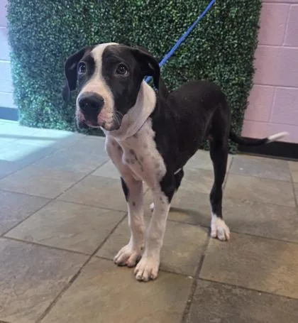 A baby medium-sized male Black Great Dane dog named 61563400 for adoption in El Paso, TX