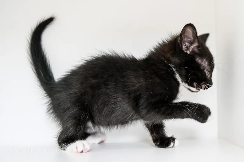 A baby small-sized male Domestic Short Hair cat named July for adoption in New Orleans, LA
