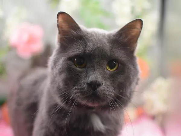 Mister P thumbnail 2