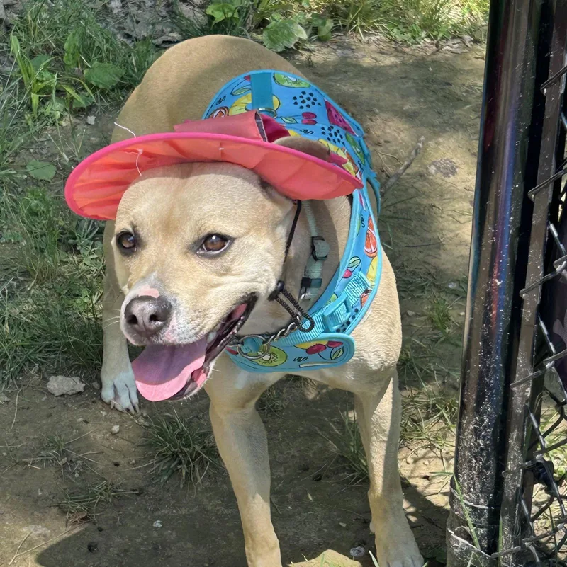 Maybelle thumbnail 2