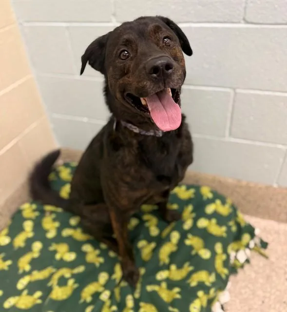 An adult large-sized male Rottweiler dog named Cooper James for adoption in Brighton, CO