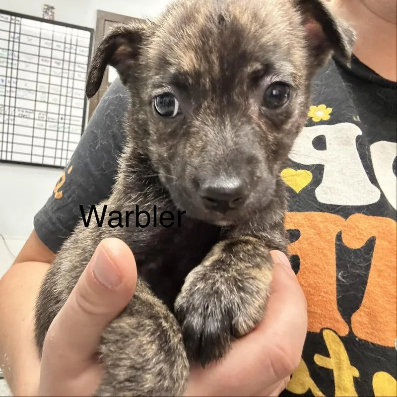 A baby small-sized female Brindle Chihuahua dog named Warbler for adoption in Durango, CO