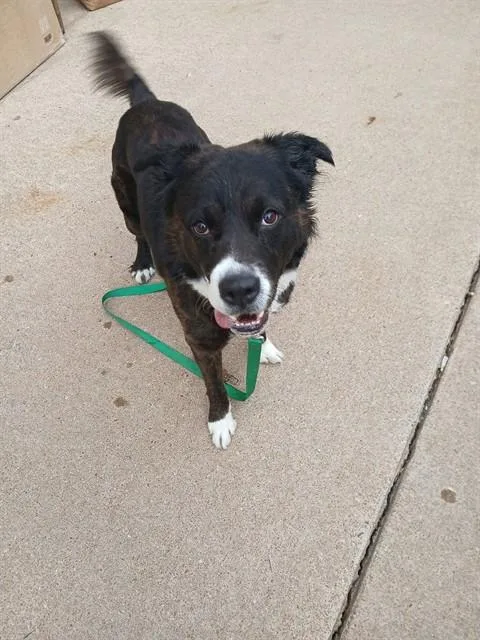 An adult large-sized male Bearded Collie dog named Chapo for adoption in Olivette, MO