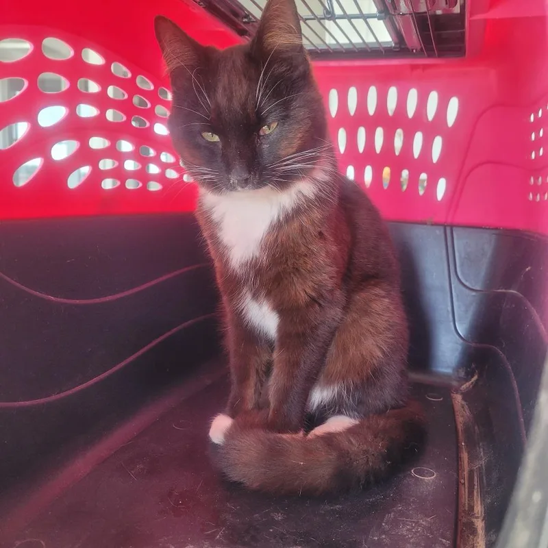 A young medium-sized male Brown / Chocolate Domestic Medium Hair cat named Eli for adoption in Clarksdale, MS