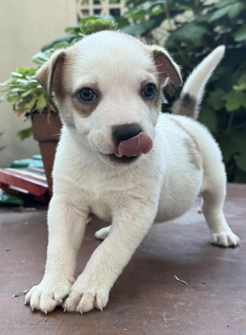 A baby medium-sized male Terrier dog named Frank for adoption in Redwood City, CA