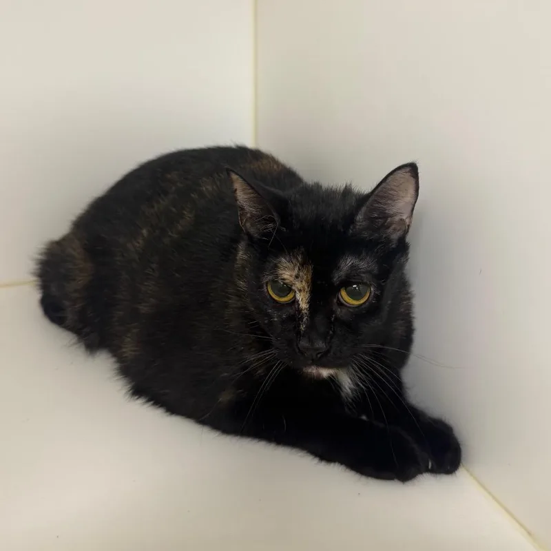 An adult medium-sized female Black Domestic Short Hair cat named Sabrina for adoption in West Palm Beach, FL
