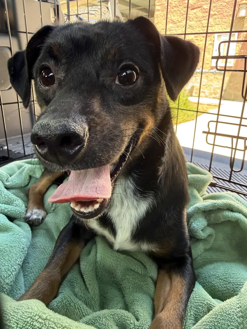 A young medium-sized male Terrier dog named Patches for adoption in Davis, CA