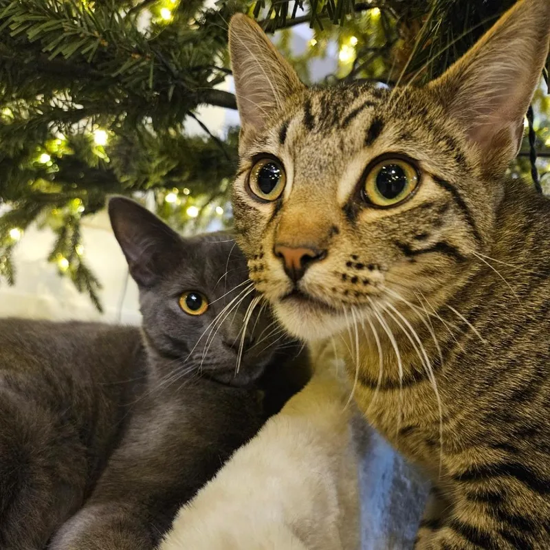 A young medium-sized male Gray / Blue / Silver Russian Blue cat named Moses for adoption in Long Beach, CA