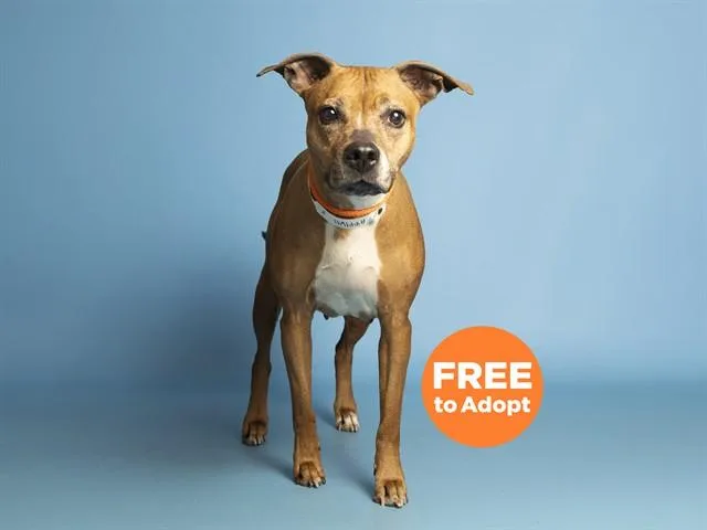 An adult medium-sized female Pit Bull Terrier dog named Lucy for adoption in Phoenix, AZ