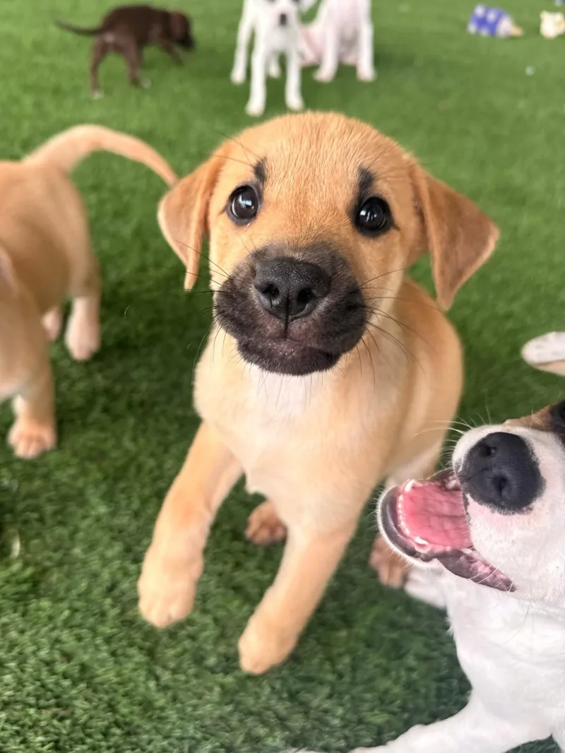 A baby medium-sized male Mixed Breed dog named Birmingham for adoption in Brooklyn, NY