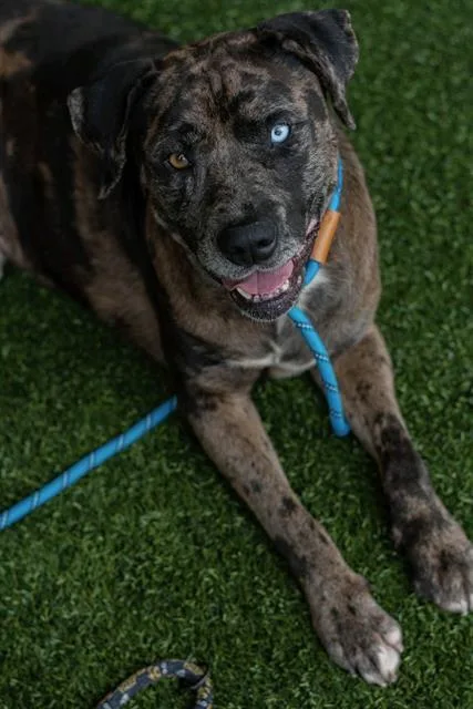 An adult large-sized male Catahoula Leopard Dog dog named Patches for adoption in Baytown, TX