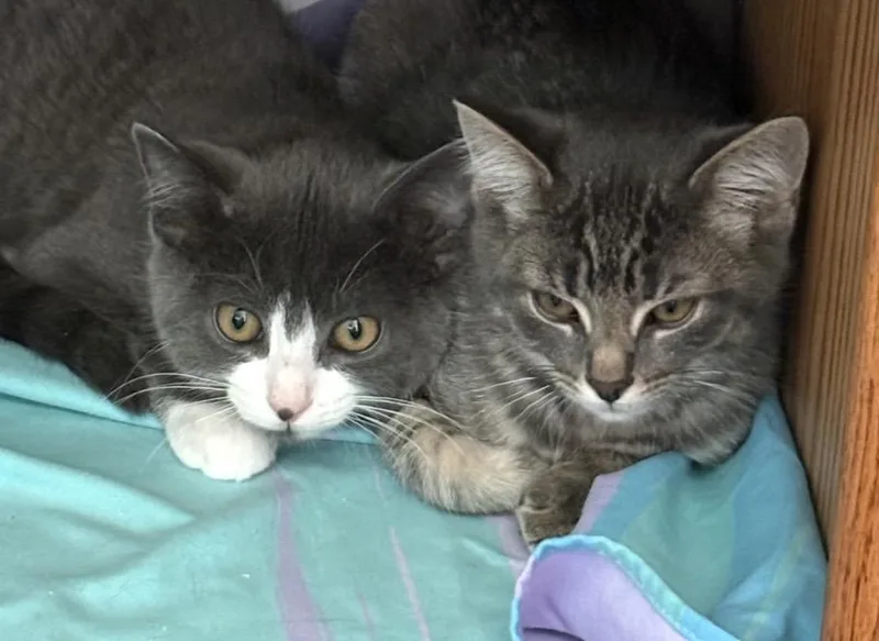 A baby small-sized female Domestic Short Hair cat named Dill for adoption in Troy, MI