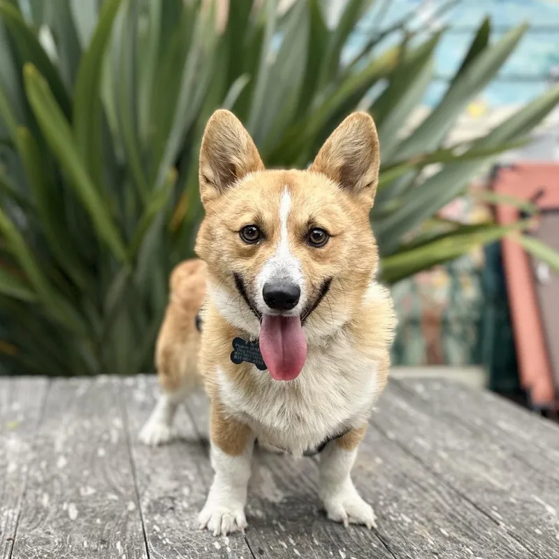 A senior medium-sized male Apricot / Beige Corgi dog named Corky for adoption in Pacific Grove, CA
