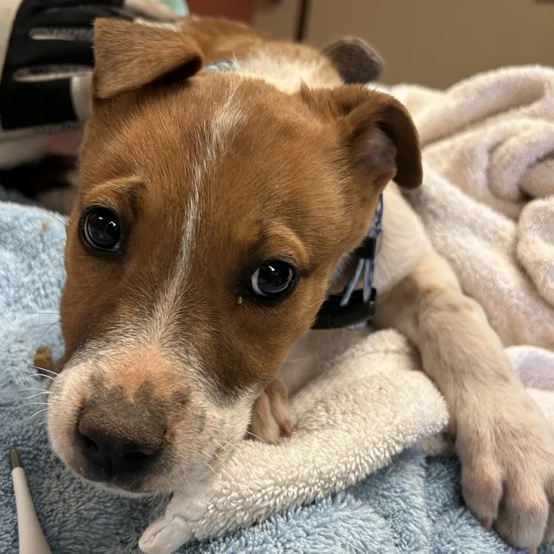 A baby small-sized male Red / Chestnut / Orange Mixed Breed dog named Taipan for adoption in Flagstaff, AZ