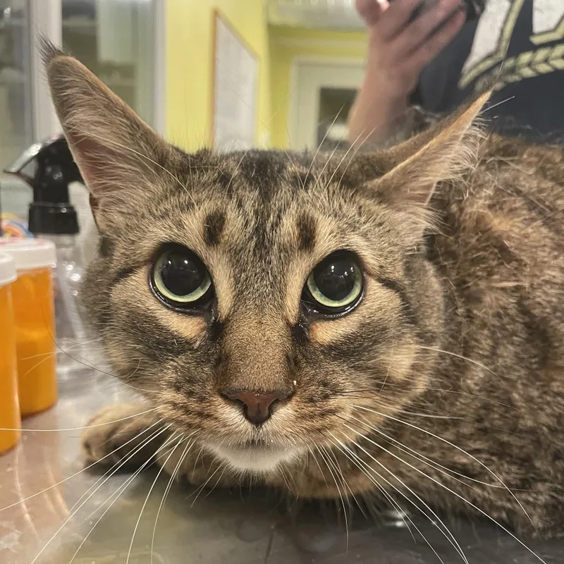 An adult small-sized male Brown / Chocolate Domestic Short Hair cat named Bugsy for adoption in West Des Moines, IA