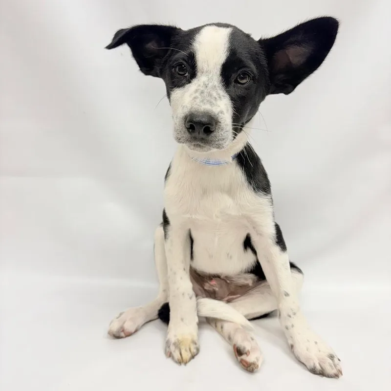 A baby small-sized male White / Cream Australian Cattle Dog / Blue Heeler dog named Laredo for adoption in Parker, CO