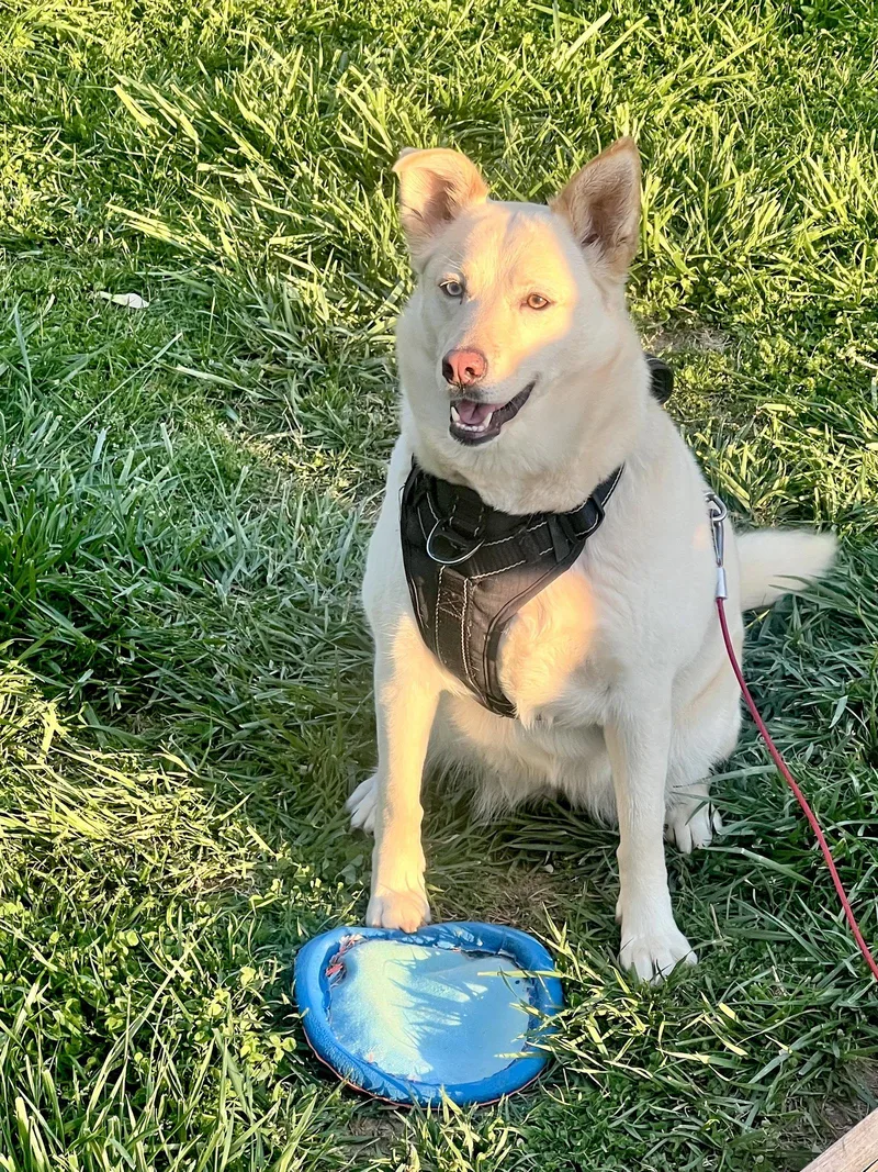 An adult medium-sized female Siberian Husky dog named Jewel COURTESY LISTING for adoption in Cookeville, TN