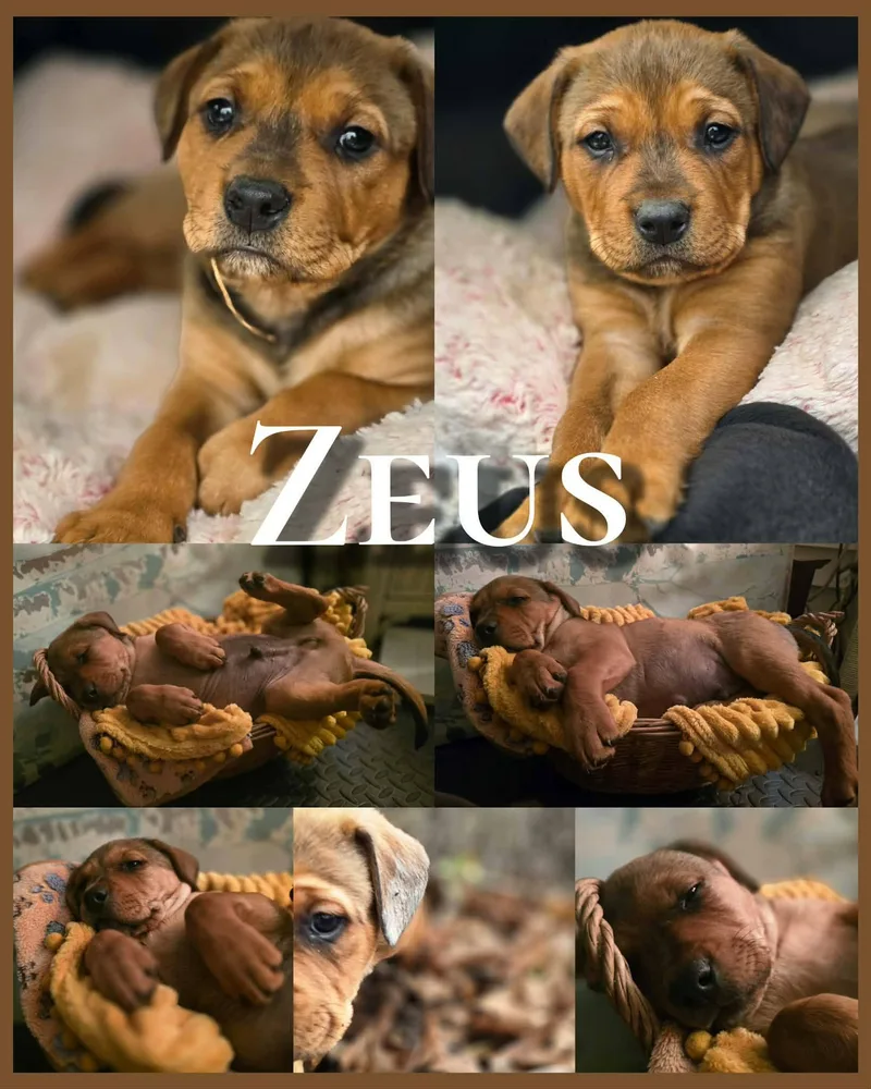 Zeus  Handsome Baby