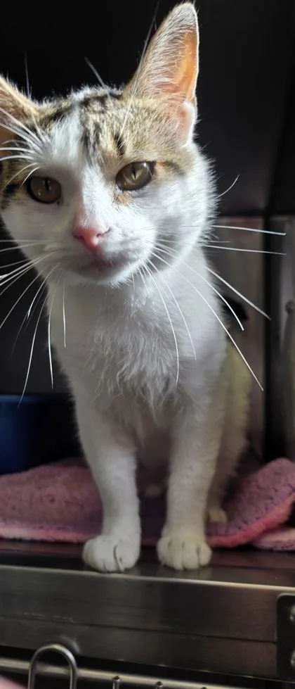 An adult small-sized male Domestic Short Hair cat named Carlos for adoption in Shawano, WI
