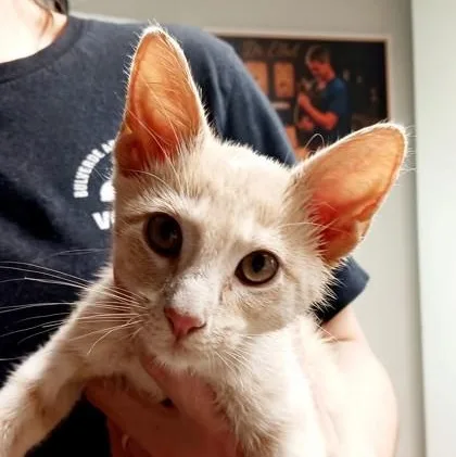 Dewey