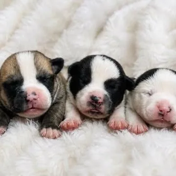 A baby medium-sized male White / Cream American Bully dog named Gio for adoption in Crosby, TX