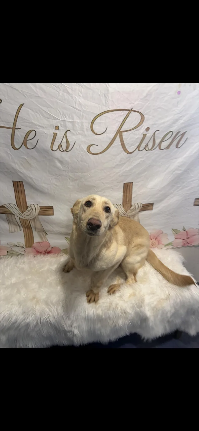 An adult medium-sized female Yellow / Tan / Blond / Fawn Yellow Labrador Retriever dog named Biscuit for adoption in Anderson, TX