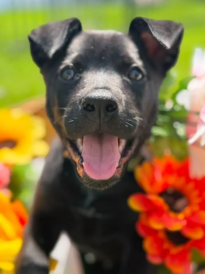 Onyx