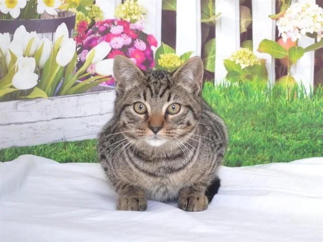 A baby small-sized male Domestic Short Hair cat named Jerry for adoption in Oroville, CA