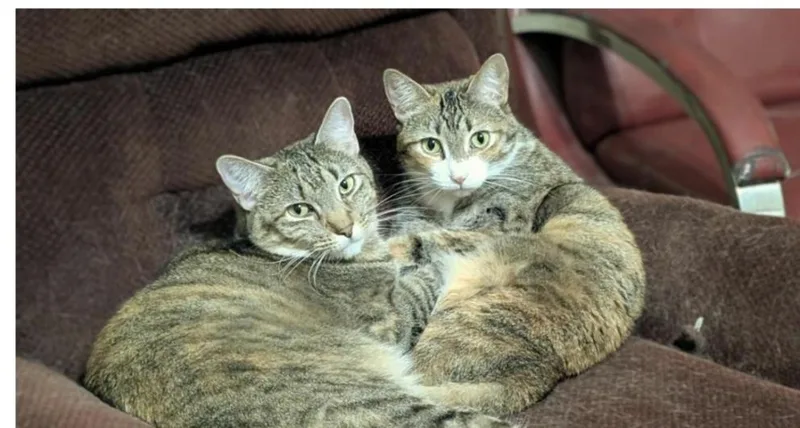 An adult medium-sized female Domestic Short Hair cat named Hollywood for adoption in Dallas, TX