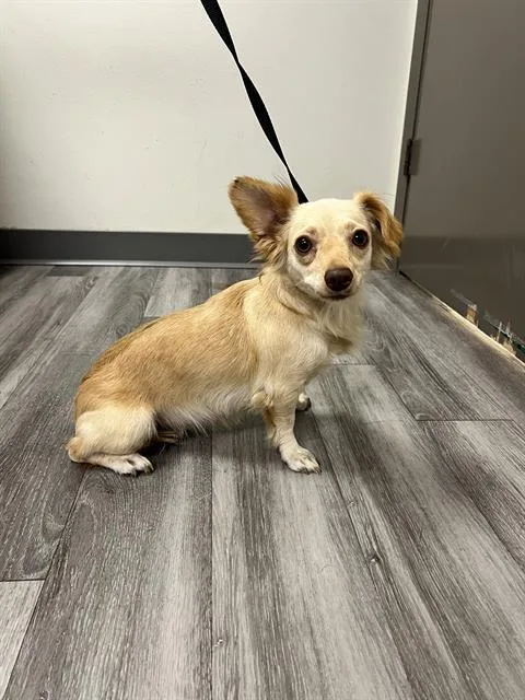 An adult medium-sized female Chihuahua dog named A for adoption in Winter Haven, FL