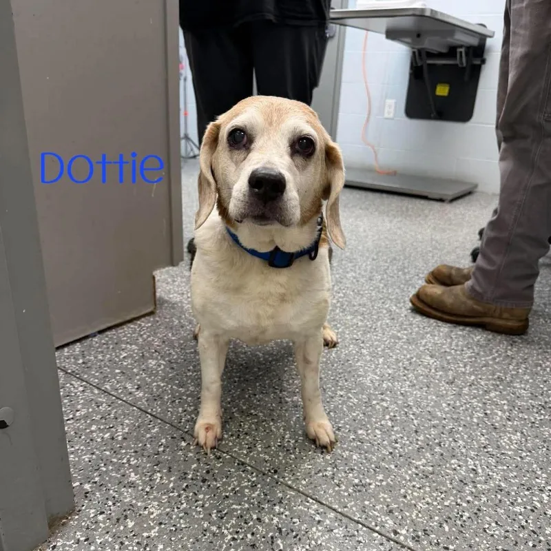 A senior medium-sized female Beagle dog named Dottie for adoption in Parkersburg, WV