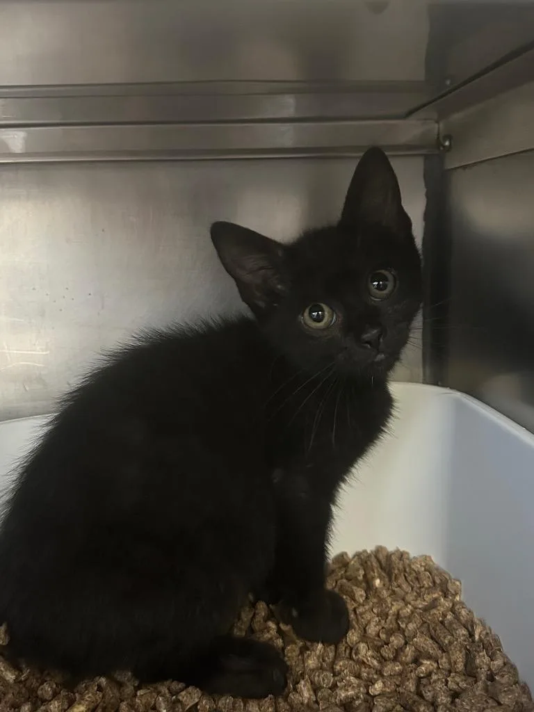 A baby medium-sized female Domestic Short Hair cat named Pearl for adoption in Pomona, NY