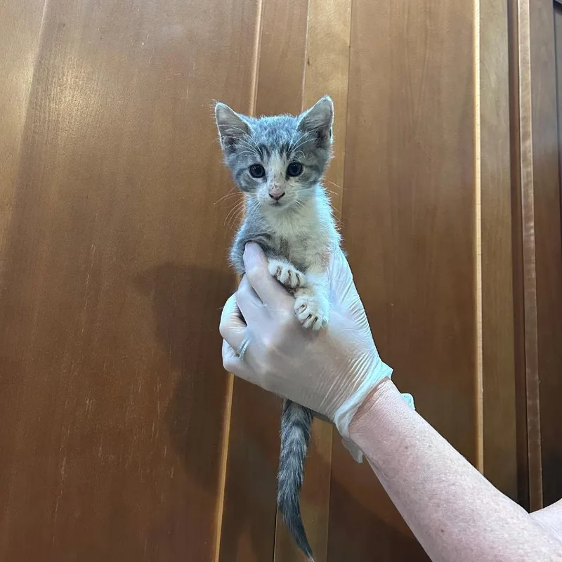A baby small-sized male Gray / Blue / Silver Domestic Short Hair cat named Tulip for adoption in Ashland, OR
