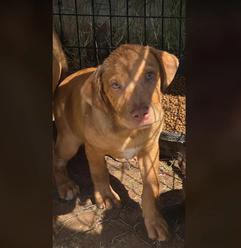 A baby medium-sized male Golden Labrador Retriever dog named Huggies for adoption in Uxbridge, MA