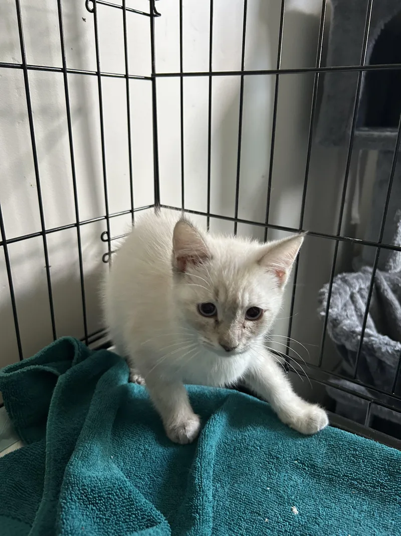 A baby small-sized female Domestic Short Hair cat named Sailor for adoption in Heyburn, ID